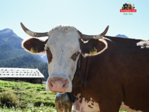 Berchtesgadener Land Kuh